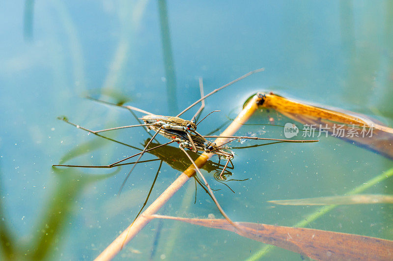 在池塘表面交配的一对水黾- Gerridae